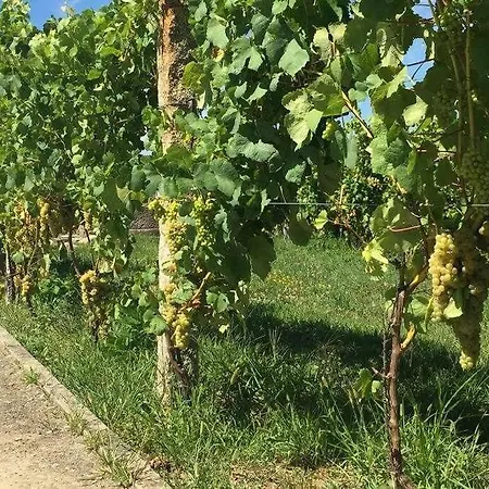 Quinta Dos Brazilaves - 폰테 데 리마