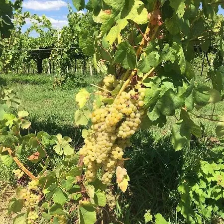 Quinta Dos Brazilaves - Ponte de Lima