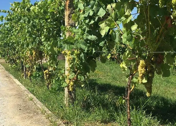 Quinta Dos Brazilaves - Ponte de Lima